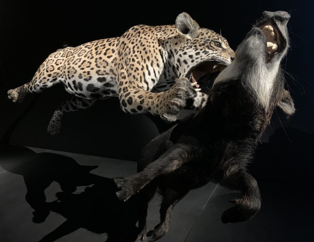 Jaguar chassant sa proie
